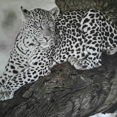 A1 - Leopard At Rest - Art Print
