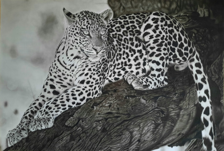 Leopard At Rest