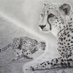 A3 - Cheetahs - Art Print