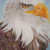 A3 - Fish Eagle - Art Print