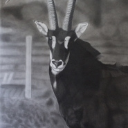 A3 - Sable Antelope - Art Print